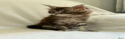 Maine Coon cats for sale: TICA Registered XXL Maine Coon– Black Silver Tabby - Advert 17