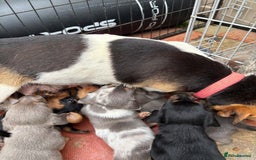 Mixed Breed dogs for sale: Jack Russel/miniature Datchound - Image 28