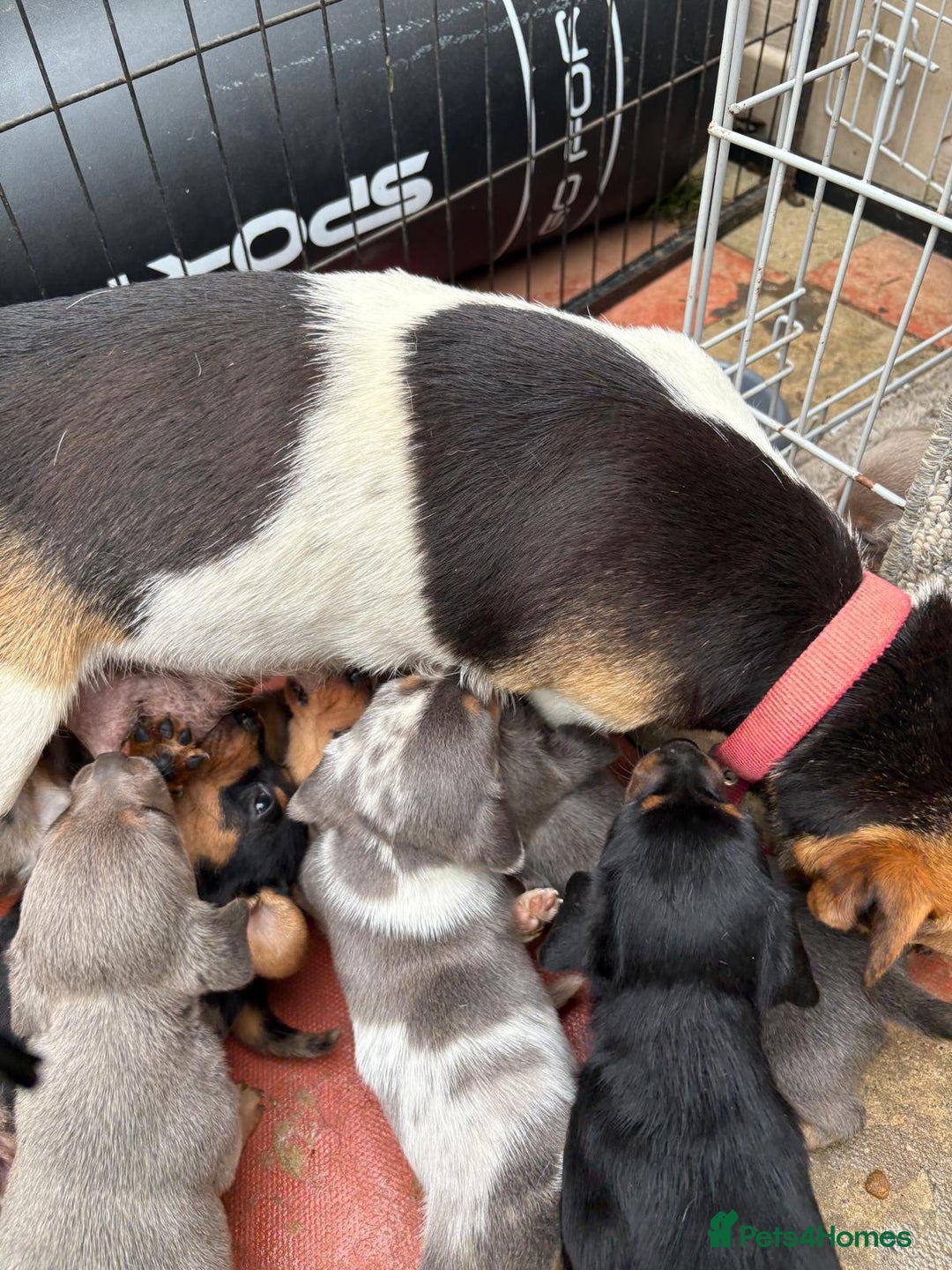 Mixed Breed dogs for sale: Jack Russel/miniature Datchound - Image 28