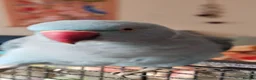 Ringnecks birds for sale: Blue Indian Ringneck + Cage in Shrewsbury - Advert 7
