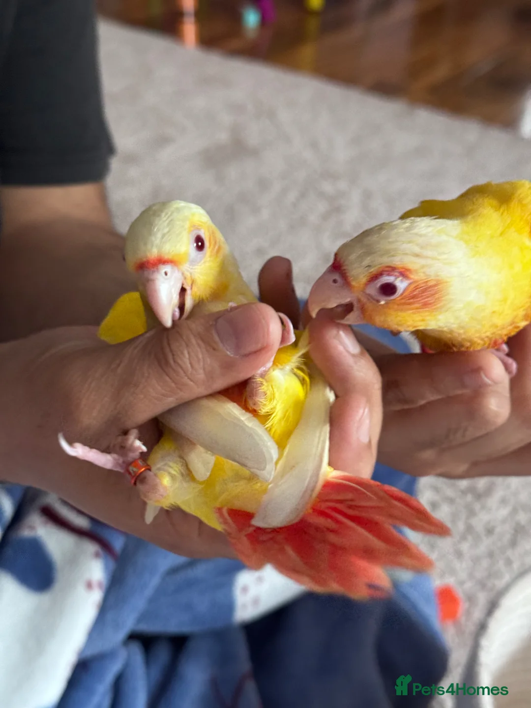 Conures birds for sale: Conure Hand Reared Babies Looking for new perches - Advert 1