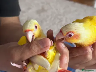 Conures birds Conure Hand Reared Babies Looking for new perches - Advert 1