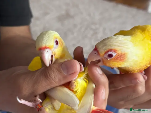 Conures birds for sale: Conure Hand Reared Babies Looking for new perches - Advert 1