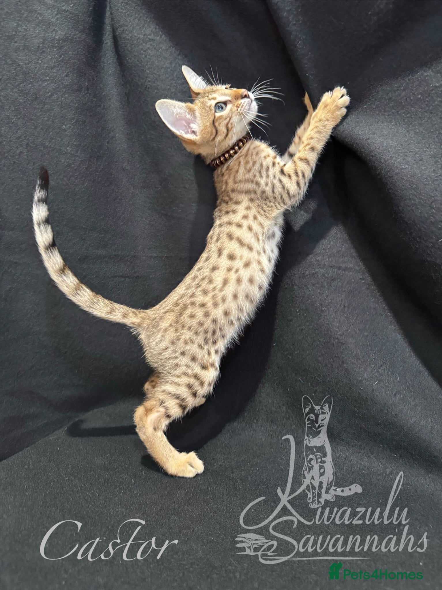 Savannah cats Excellent Quality Tica Registered Purebred kittens - Advert 3