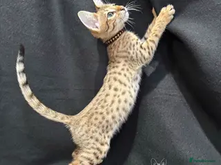 Savannah cats Excellent Quality Tica Registered Purebred kittens - Advert 3