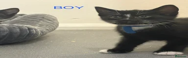 Mixed Breed Kitten 2