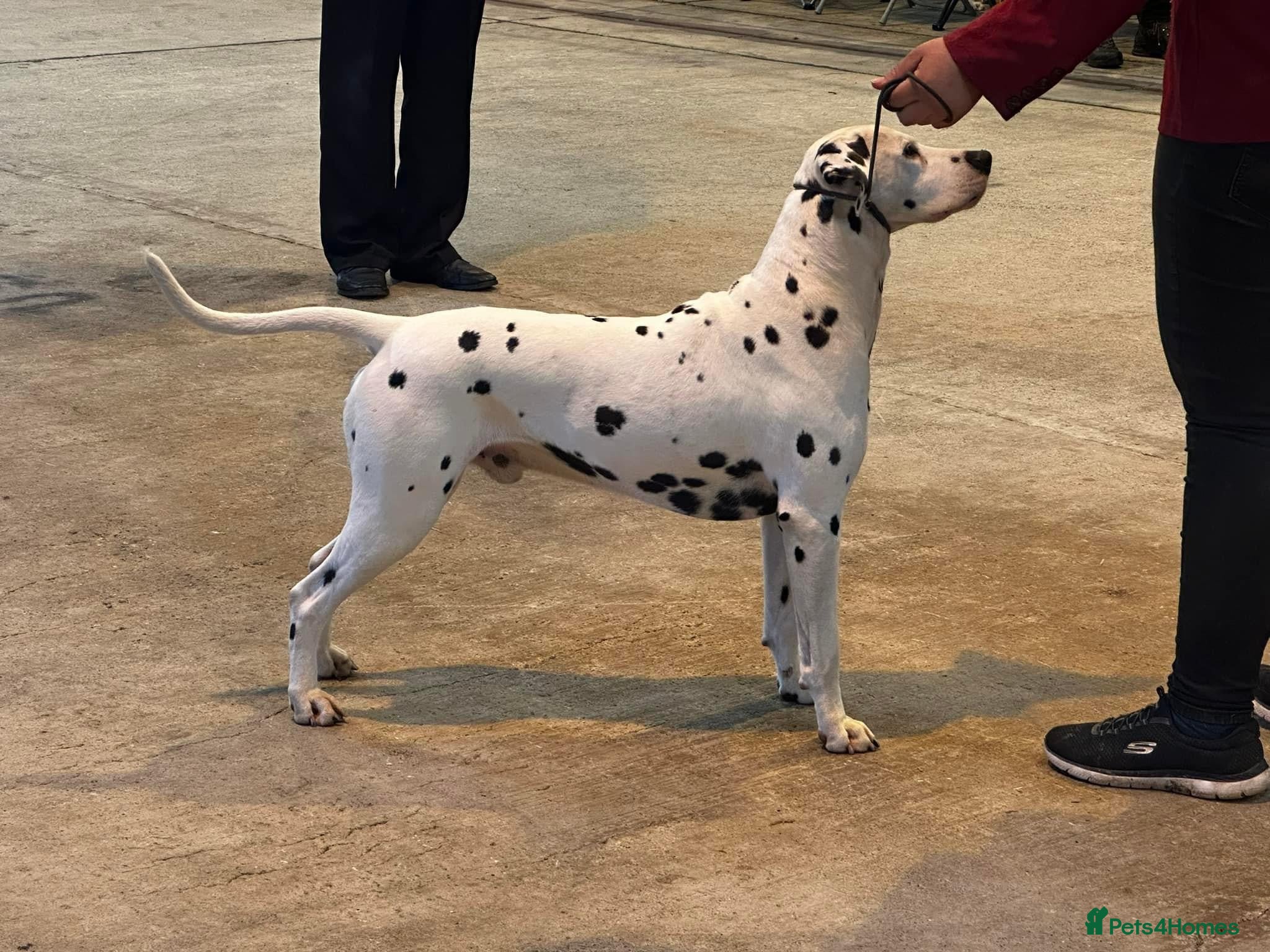 Dalmatian dogs CRUFTS QUALIFIED FOR LIFE HEALTH TESTED - Advert 4