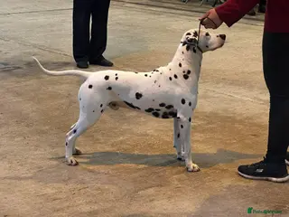 Dalmatian dogs CRUFTS QUALIFIED FOR LIFE HEALTH TESTED - Advert 4