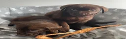 Labrador Retriever dogs for sale: Gorgeous Labrador pups - Advert 12