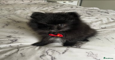 Pomeranian dogs Final Reduction 1 left Beautiful Pomeranian Boys  - Advert 1