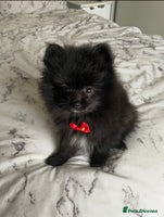 Pomeranian dogs Final Reduction 1 left Beautiful Pomeranian Boys - Advert 1