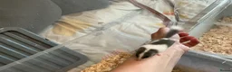 Mouse rodents for sale: Pied dormice ; grass striped mice  - Advert 4