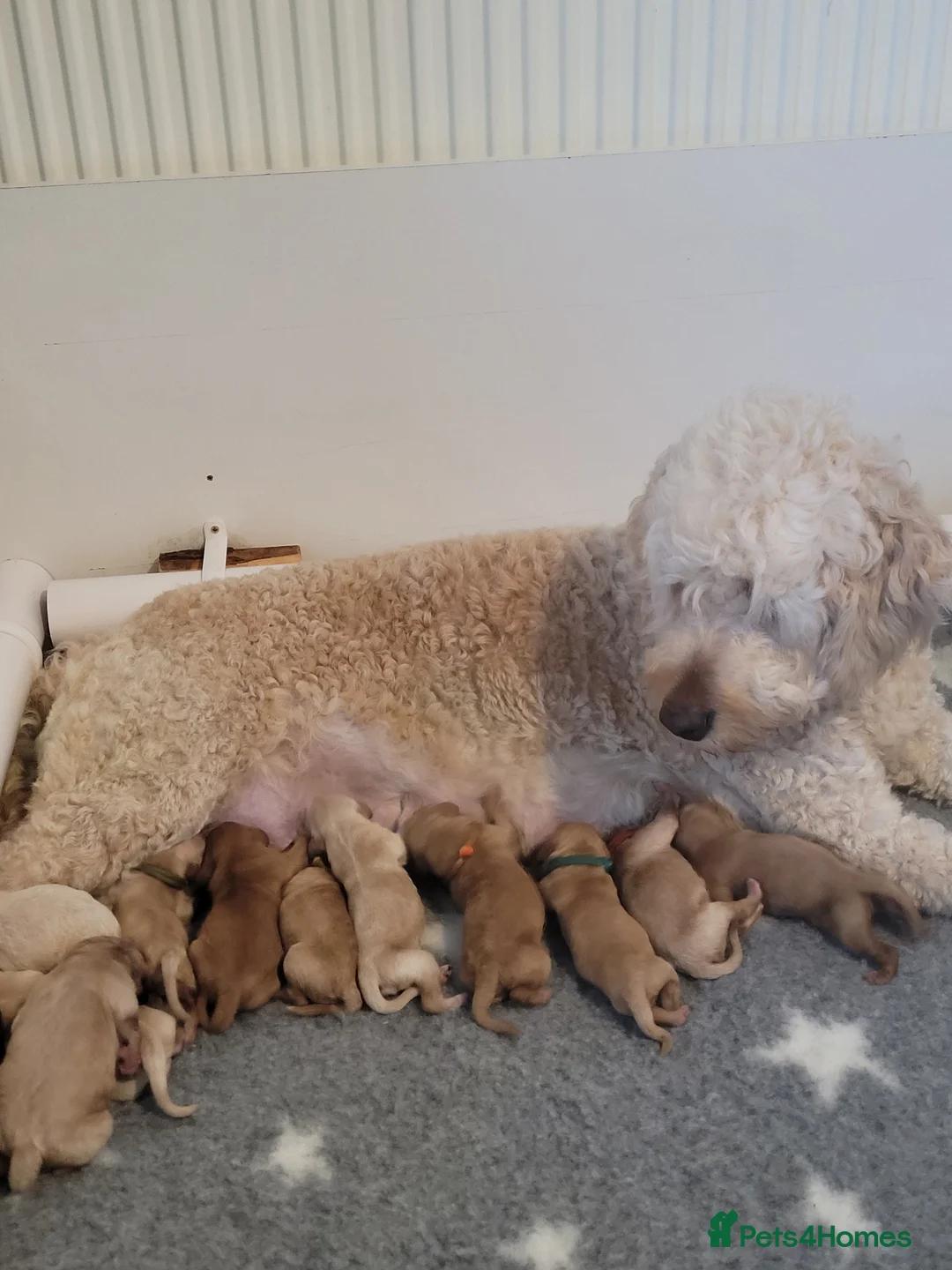 Goldendoodle dogs for sale: Miniature Goldendoodle Puppies - Advert 1