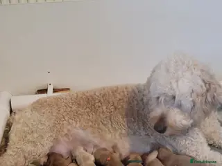 Goldendoodle dogs Miniature Goldendoodle Puppies - Advert 14