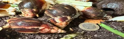 Snails invertebrates for sale: Achatina Fulica Giant African land snails  - Advert 6