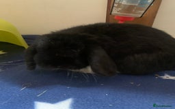 Deilenaar rabbits for sale: Super friendly male rabbit - Image 3