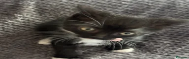 Mixed Breed Kitten 3