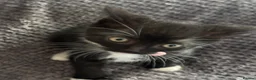Mixed Breed cats for sale: Playful kittens  in Ipswich - Advert 6