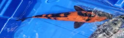 Koi Carp fish for sale: Small Medium & Large Koi Pond Fish in Chorley Carp - Advert 13