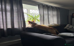 Staffordshire Bull Terrier dogs for sale: Beautiful Bailey  - Image 10