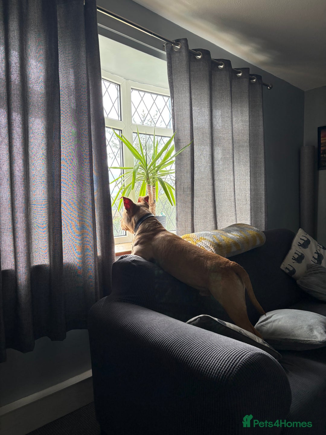 Staffordshire Bull Terrier dogs for sale: Beautiful Bailey  - Image 10