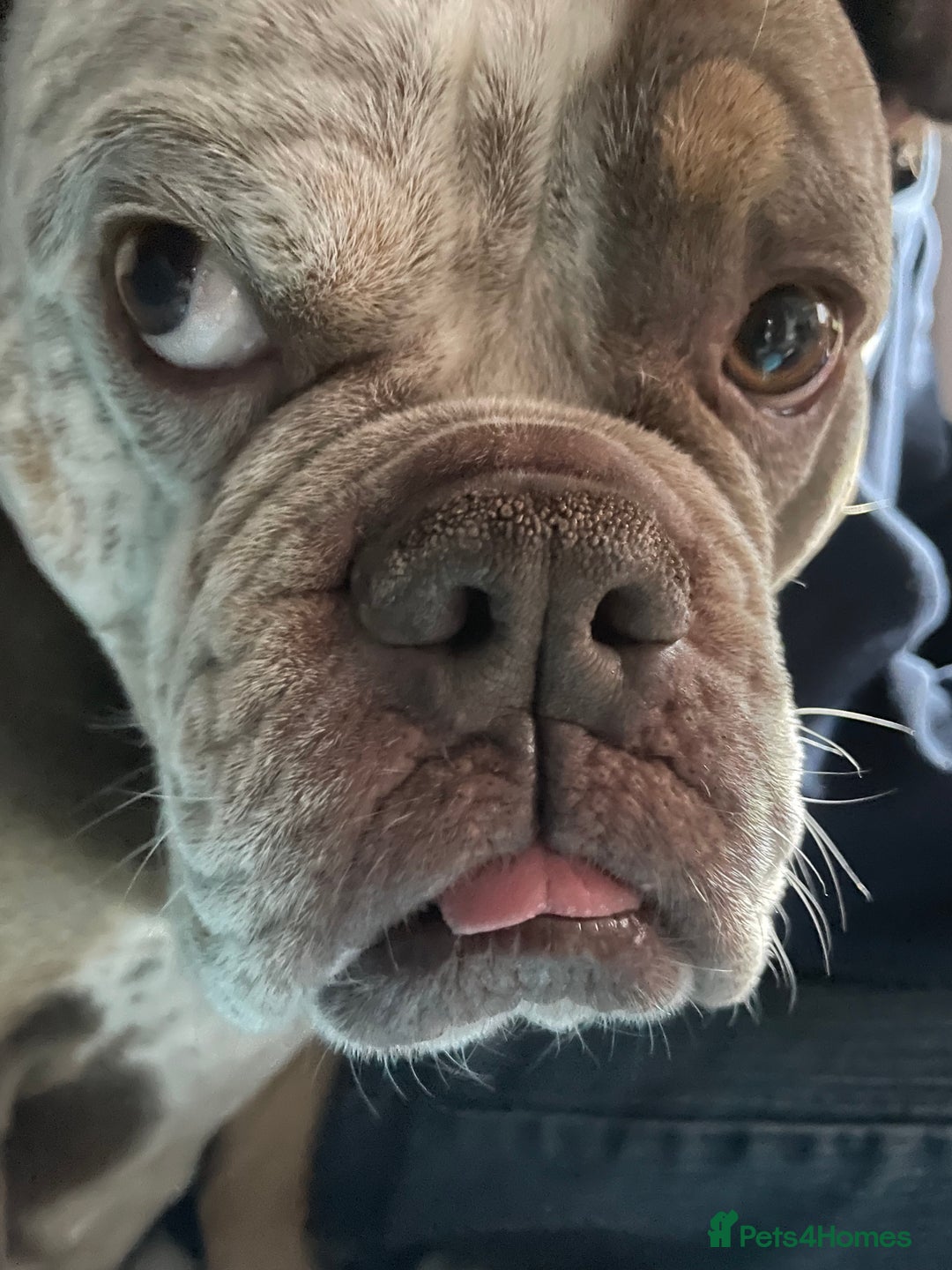 Dorset Olde Tyme Bulldogge dogs for stud: Brock - Image 14
