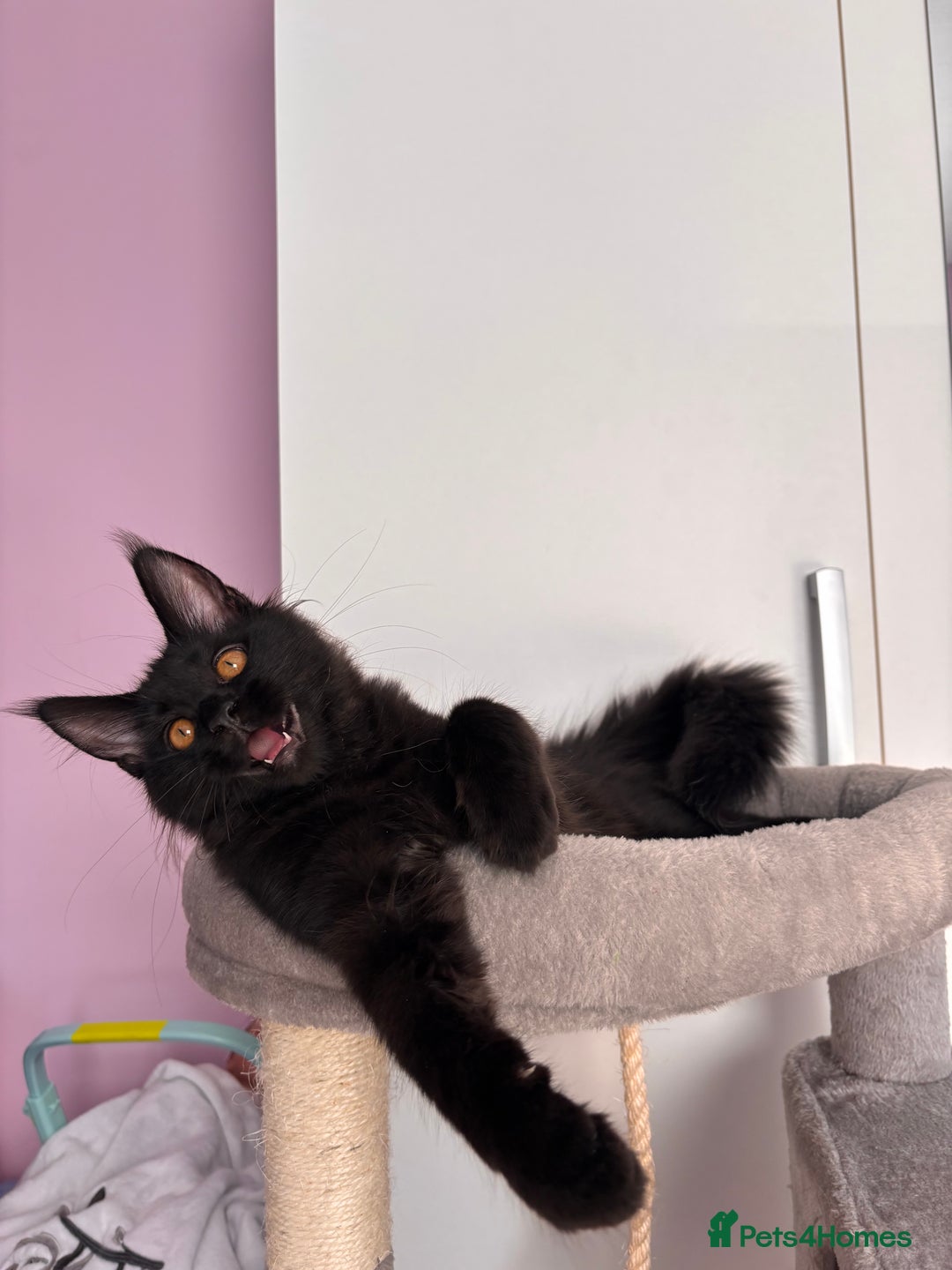 Maine Coon cats for sale: ✨2 GCCF Females Ready to go!✨ - Advert 12