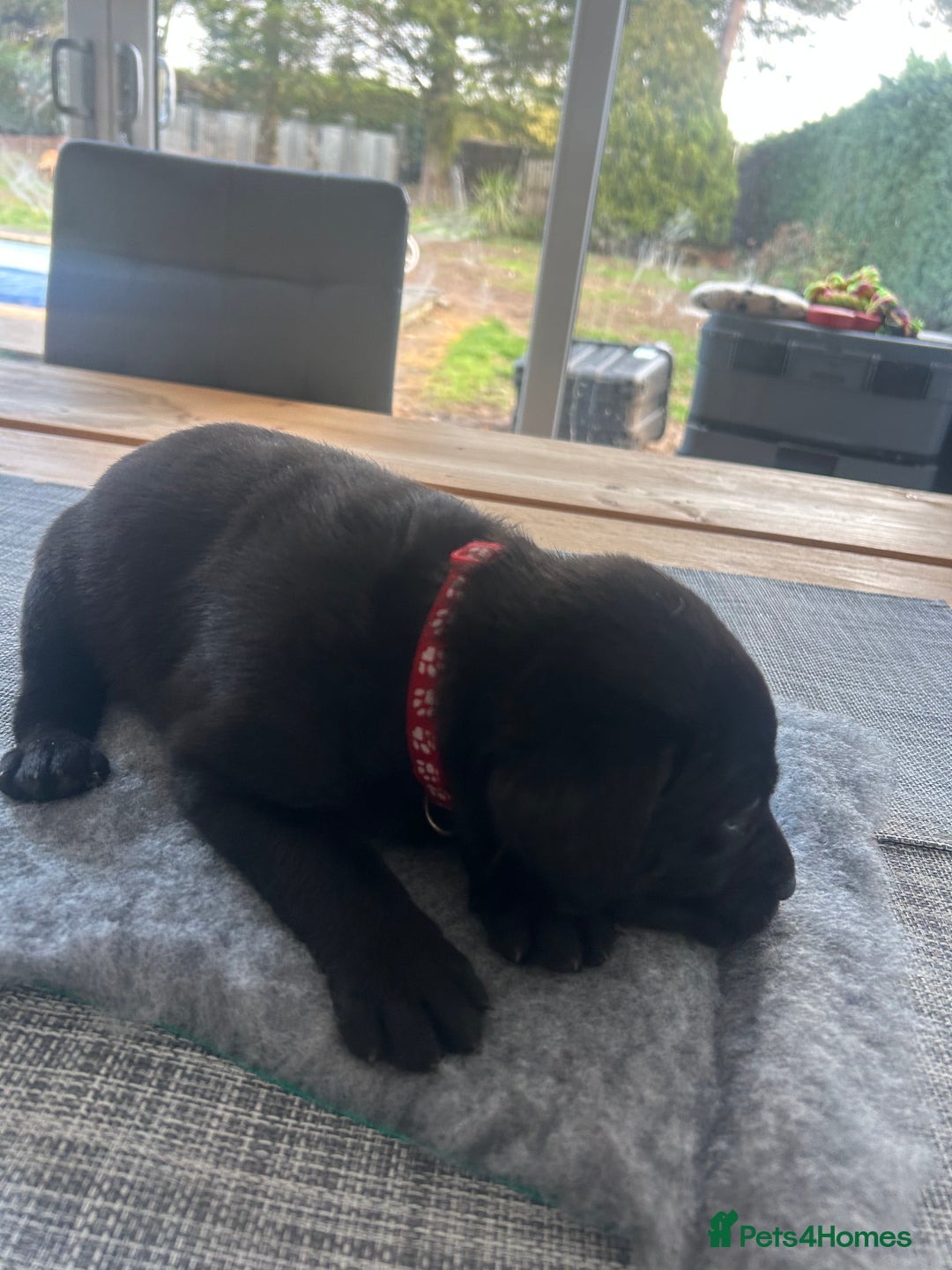 Labrador Retriever dogs for sale: Stunning KC Reg Labrador puppies - Advert 8