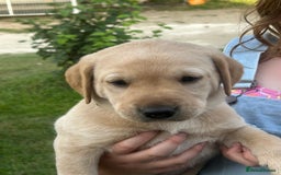 Labrador Retriever dogs for sale: Yellow and fox red Labrador pups - Image 7