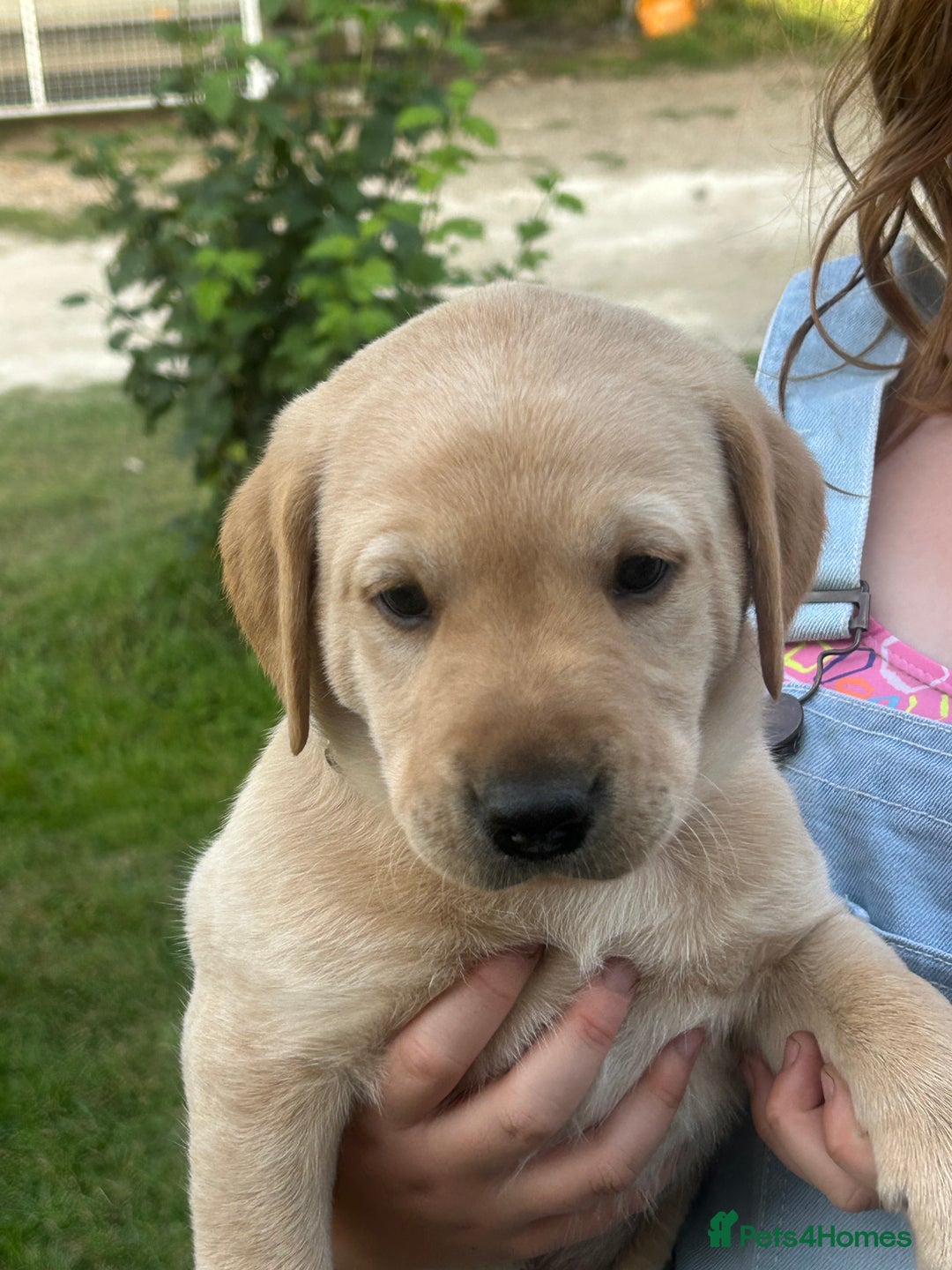 Labrador Retriever dogs for sale: Yellow and fox red Labrador pups - Image 7
