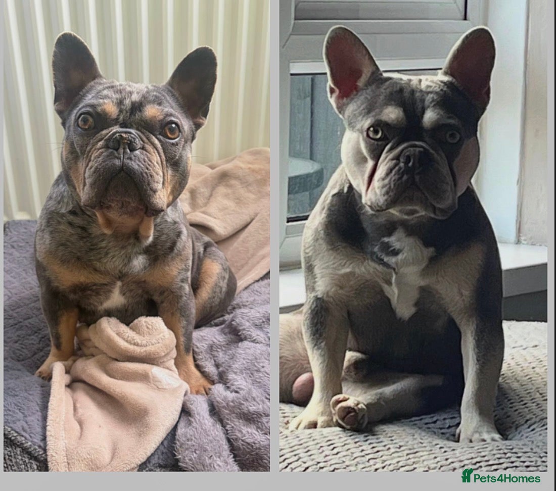 French Bulldog dogs for sale: French bulldog puppy’s  - Advert 2