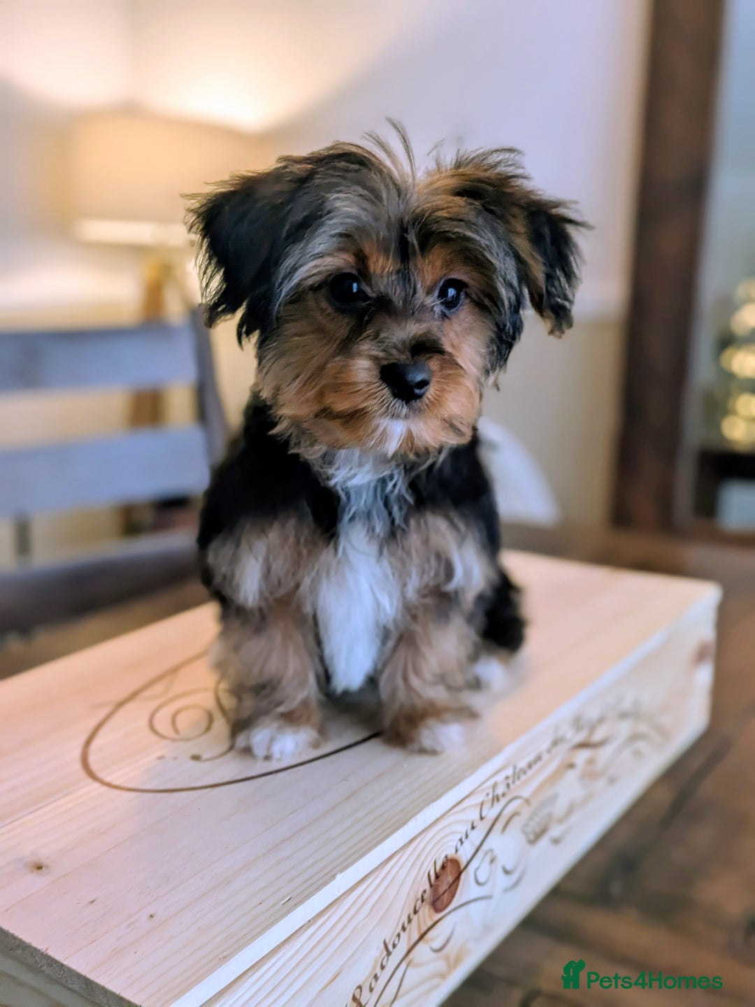 Yorkshire Terrier dogs for sale: 2 Biewer Yorkshire Terrier Boys – Ready Now! - Advert 16