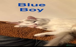 Ragdoll cats for sale: Two Boy pure Ragdoll kittens-Reduced-Vaccinated - Image 8
