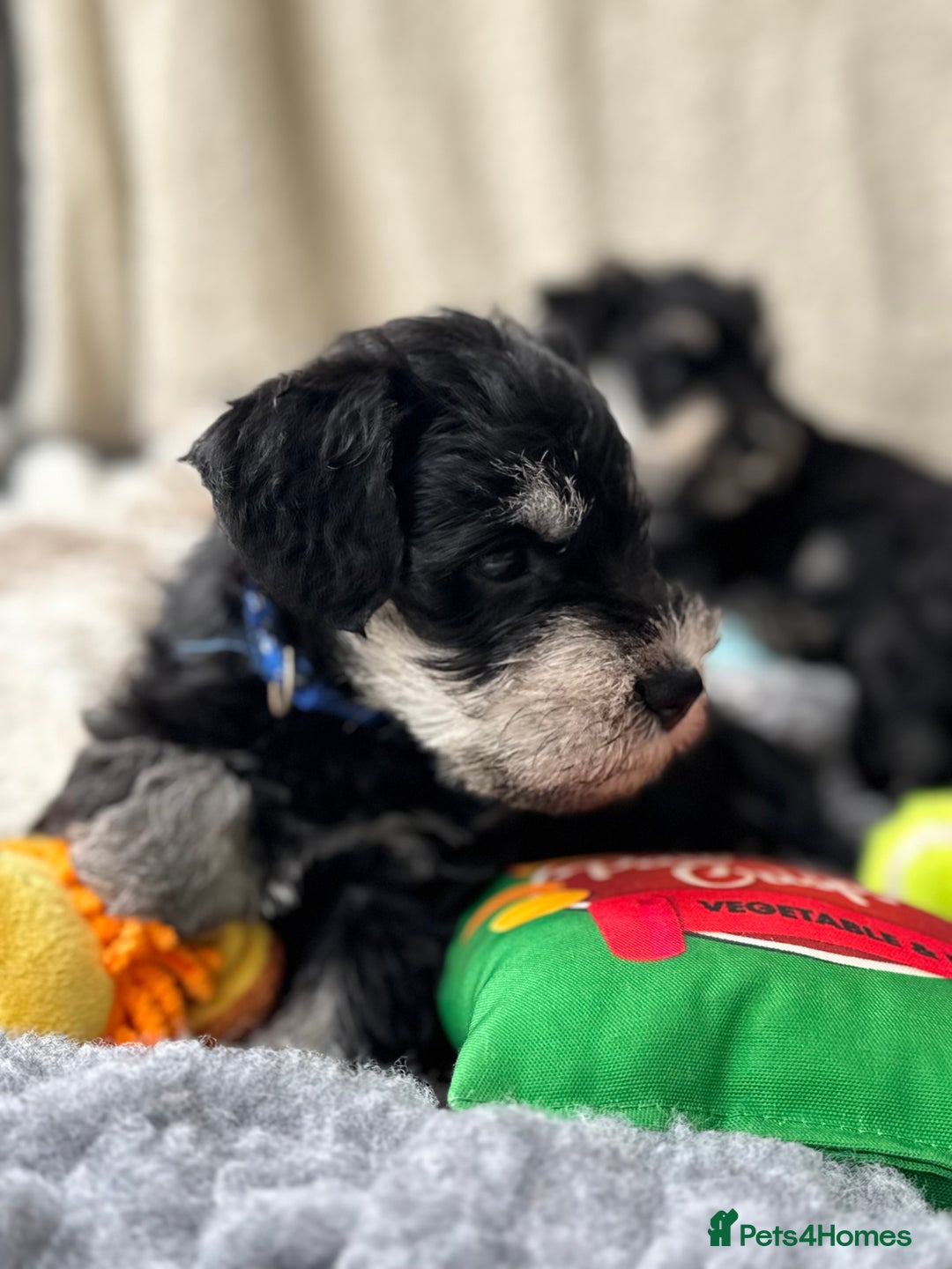 Miniature Schnauzer dogs for sale: Superb mini schnauzer, extensively health tested - Image 9