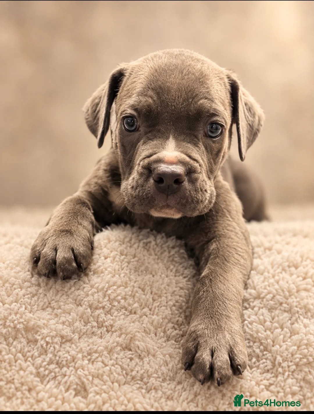 Mixed Breed dogs for sale: POCKET BULLY X CANE CORSO PUPS - Advert 2
