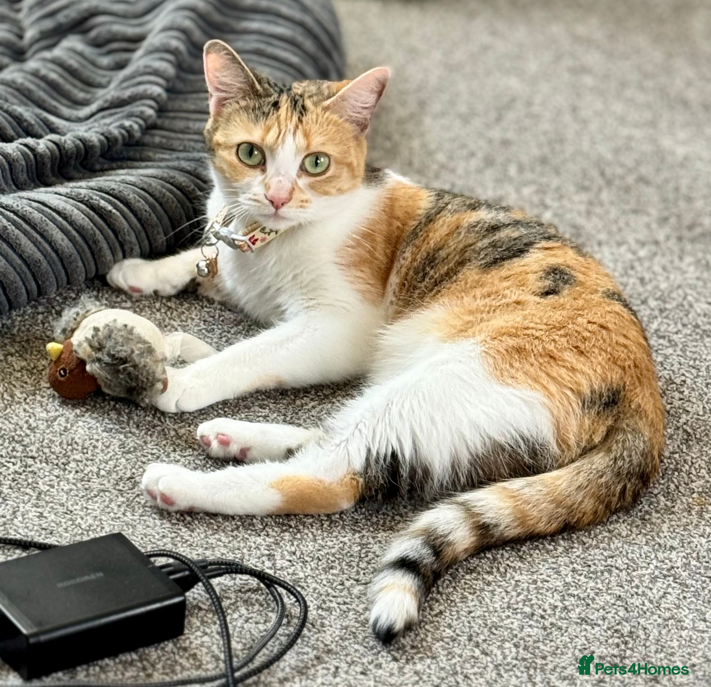 Mixed Breed cats Looking for new forever home - Advert 1