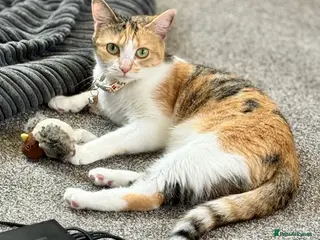 Mixed Breed cats Looking for new forever home - Advert 1