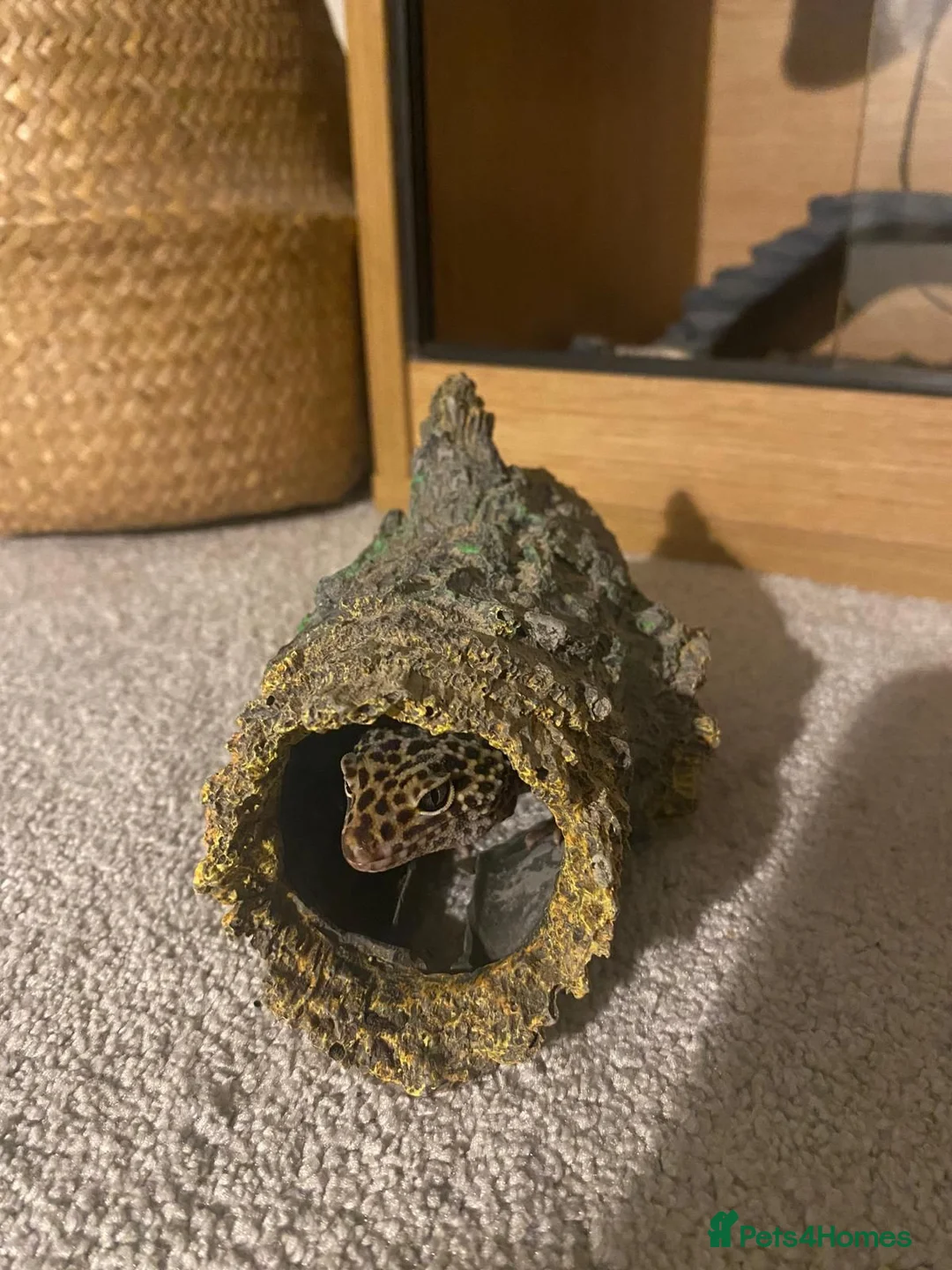 Leopard Gecko reptiles for sale: Adult leopard Gecko and full set up  - Advert 2