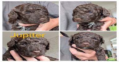Miniature Poodle dogs - Advert 1