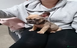French Bulldog dogs for sale: Gorgeous French bulldog puppies Just 1 girl left!  - Advert 9
