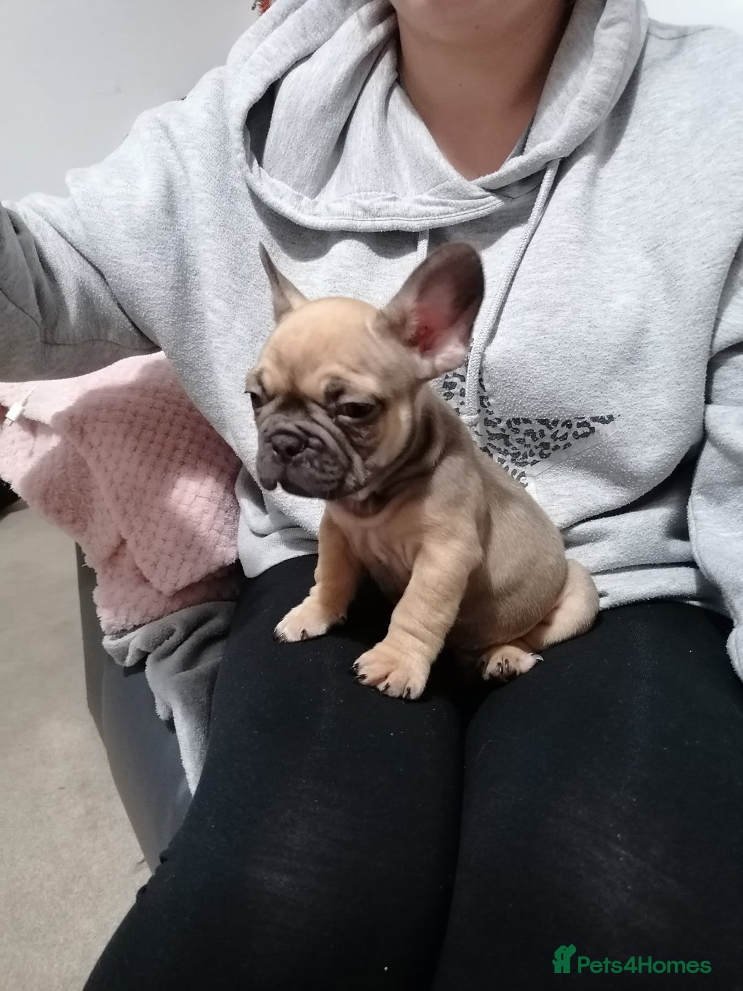 French Bulldog dogs for sale: Gorgeous French bulldog puppies Just 1 girl left!  - Advert 9