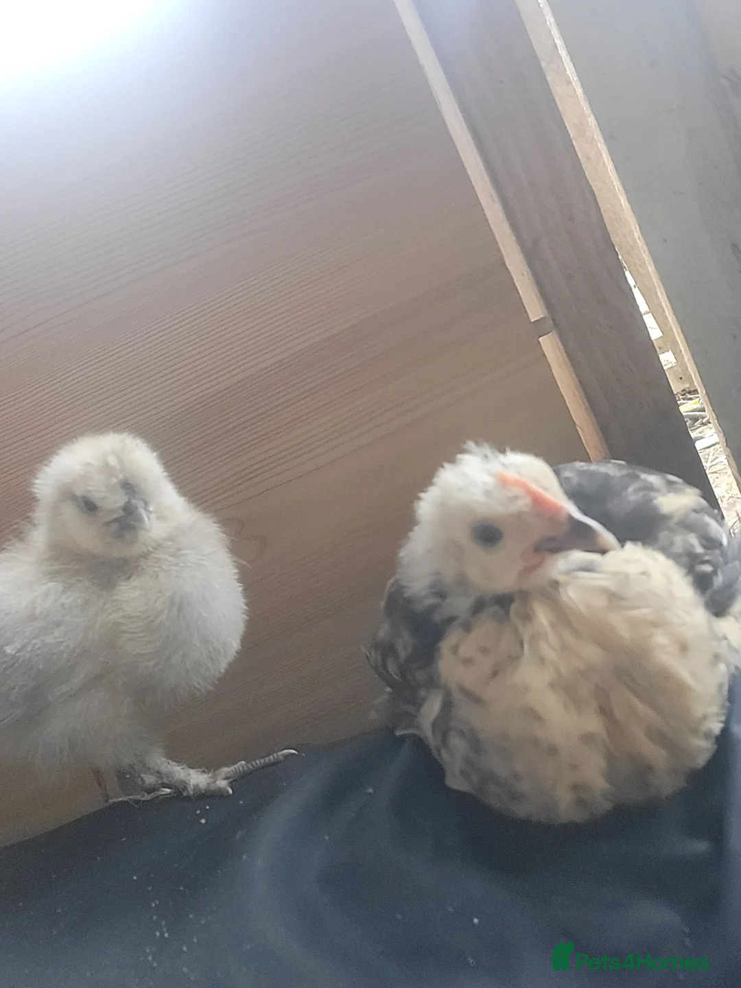 Chickens poultry for sale: 2 serama roosters  in Grimsby - Advert 11