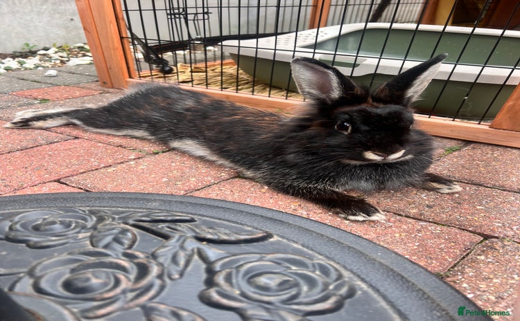 Lionhead rabbits - Advert 10