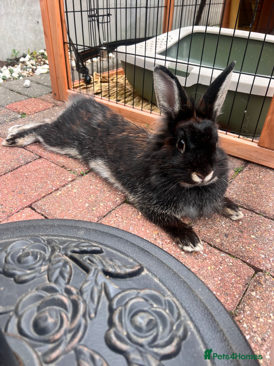 Lionhead rabbits for sale: Spayed lionhead female  - Image 1