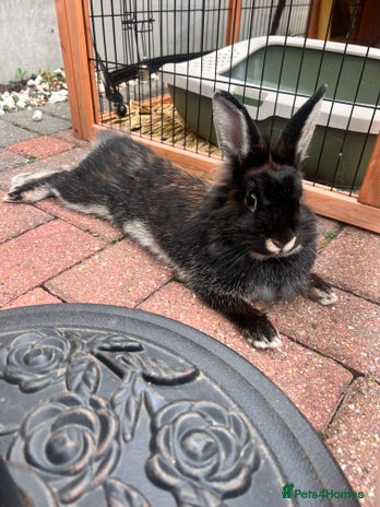 Lionhead rabbits - Advert 10