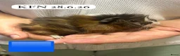 Guinea Pig rodents for sale: Gorgeous baby guinea pigs. Sheffield - Advert 11