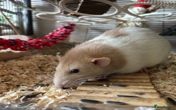 Rat rodents for sale: 3 male rats  - Image 9