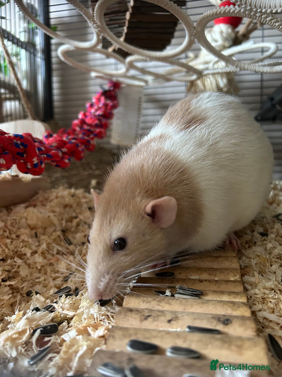 Rat rodents for sale: 3 male rats  - Image 9