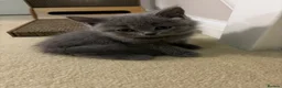 British Shorthair cats for sale: Bsh kittens - Advert 5