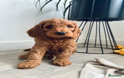 Cockapoo dogs for sale: Westcraigs Cockapoos - Image 12